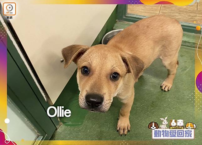 動物愛回家 唐狗 Ollie On Cc 東網 Line Today