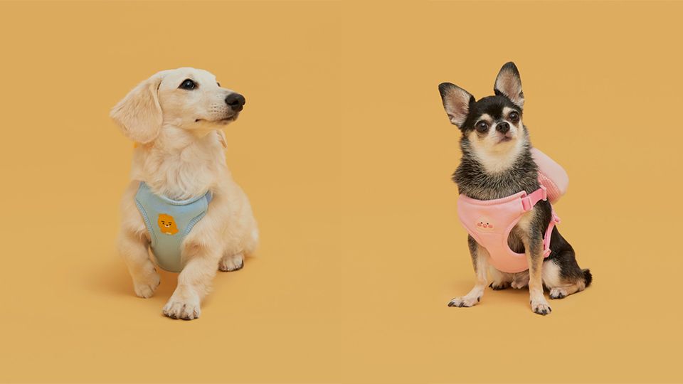 圖片來源：KAKAO FRIENDS.KR