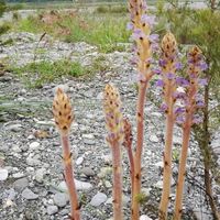 金剛拐、草蓯蓉（台灣列當）