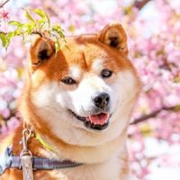 夜貓的聊天室