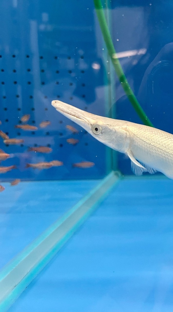 養魚