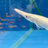 養魚