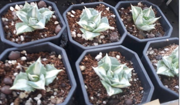 多肉植物 ** 王妃白中斑/龍舌蘭 ** 3吋盆/高3-6cm/錦斑勻稱漂亮【花花世界玫瑰園】R