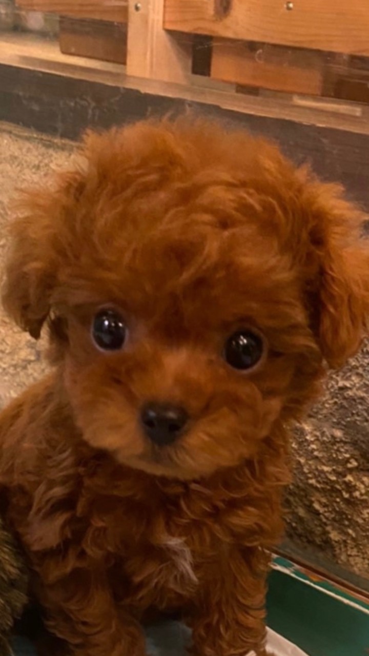 Toy poodle Love 💖トイプードル　犬大好き