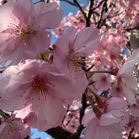 【千葉県】癒しの笑顔で仲良し雑談ルーム
