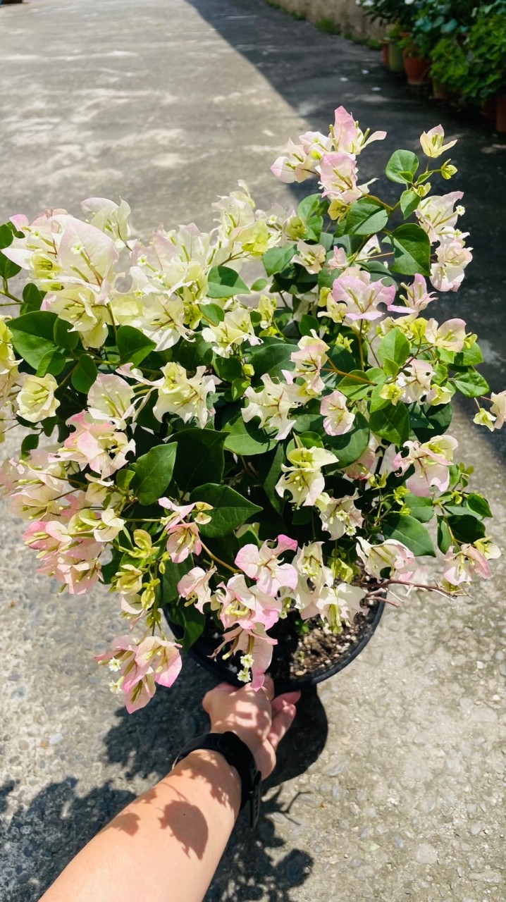 植問