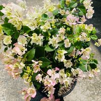 植問