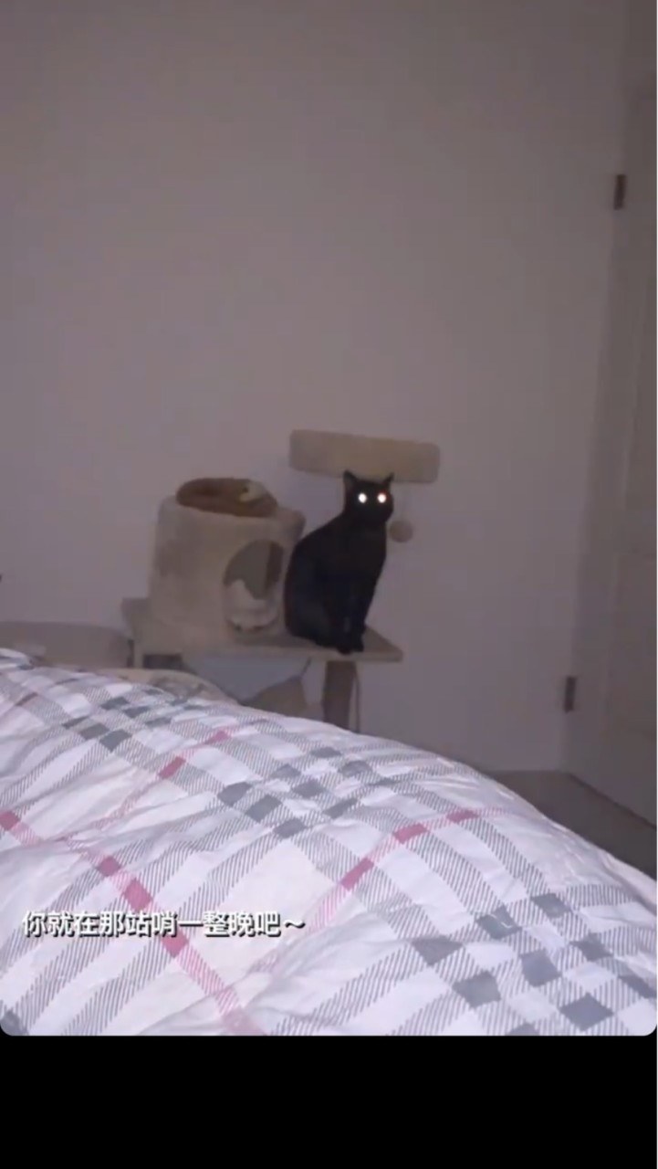 ᴄᴀᴛ ᴍᴏᴍᴍʏ's ᴄʟᴜʙ🐈‍⬛