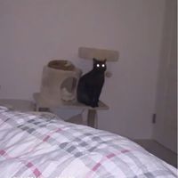 ᴄᴀᴛ ᴍᴏᴍᴍʏ's ᴄʟᴜʙ🐈‍⬛