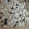 均懿小舖-黃迷蟲飼養買賣