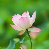 正能量的早安您好
