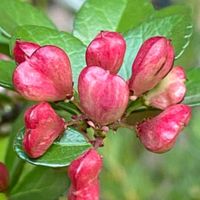 🌷癒しの部屋🌷雑談部屋🌷シングル60/70🌷独り暮らし、そうでない独り🌷