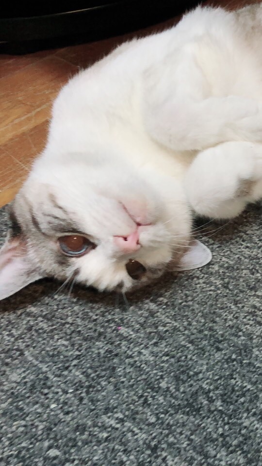 歩きのオープンチャット