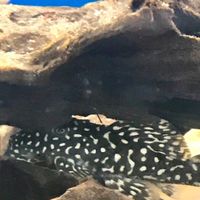 異形各類觀賞魚。水族買賣交流