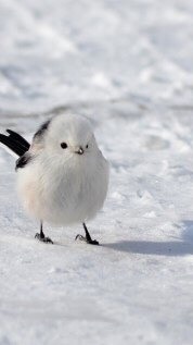 とりあえず、鳥が大好き！😆♡