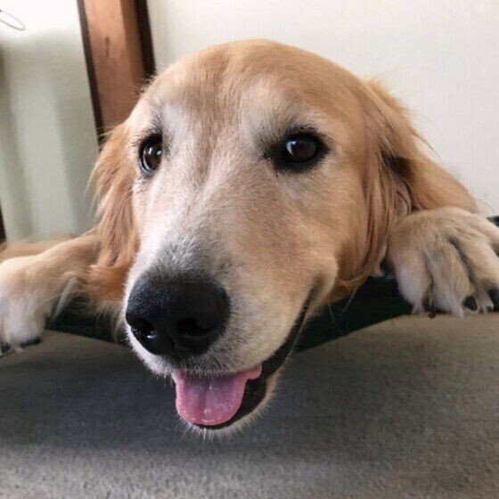 泳ぎが得意な犬種