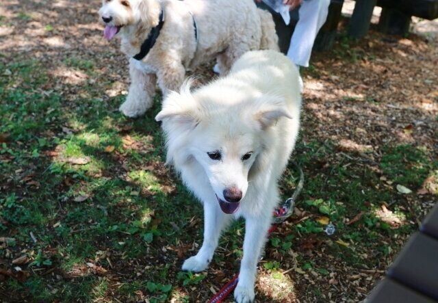 標高1 4mから犬と眺める大パノラマ 穴澤賢の犬のはなし いぬのきもちnews