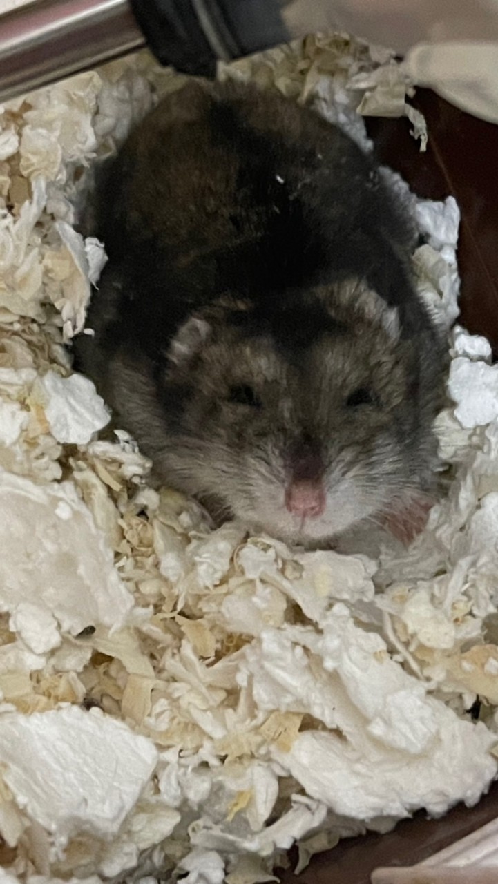 ハムちゃん🐹大好き王国🐹