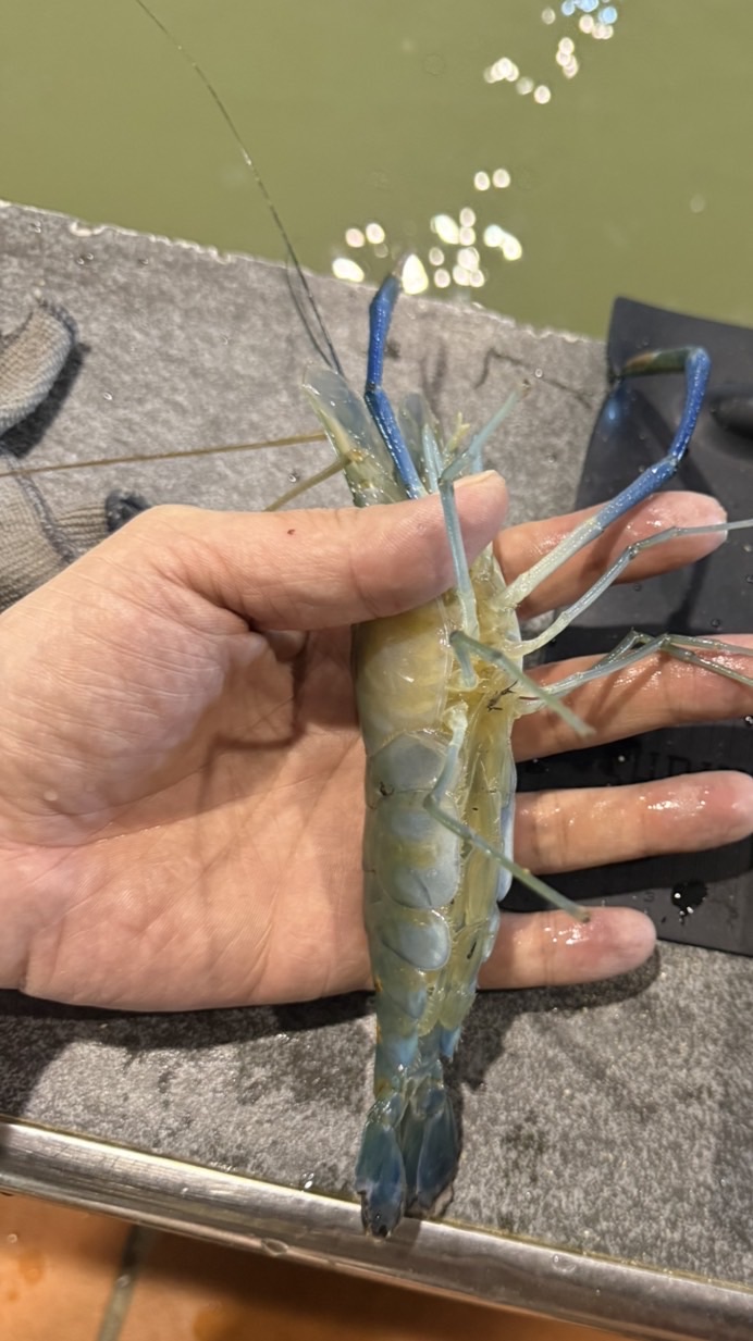 大桃園釣客買蝦群