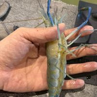 大桃園買賣蝦群