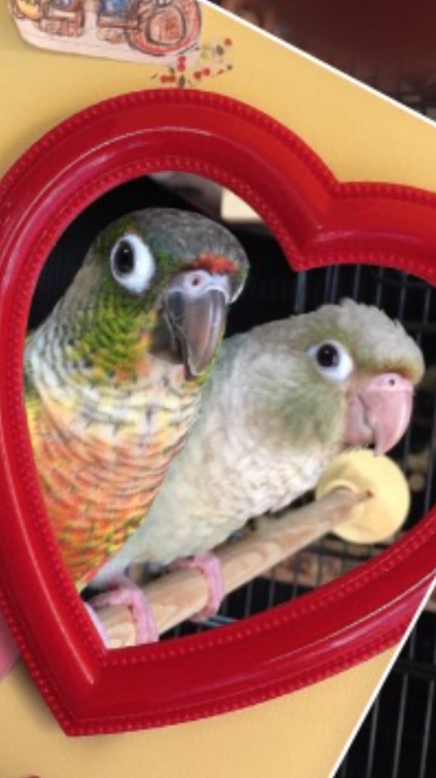 インコの食事