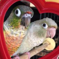 インコの食事