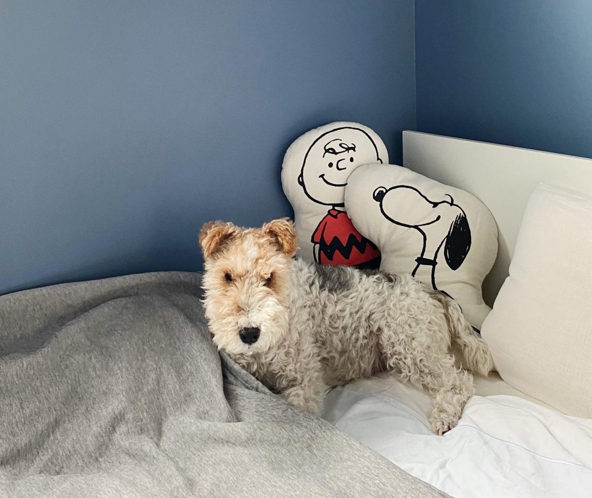 我が家のペットグッズ収納 12歳のワンコは就職希望 Martist片岡牧子 Mart