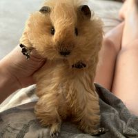 可愛小豬窩