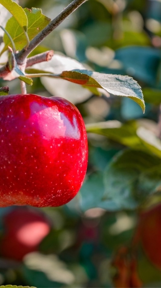 🍎采霏鮮果＆柑仔店🧃