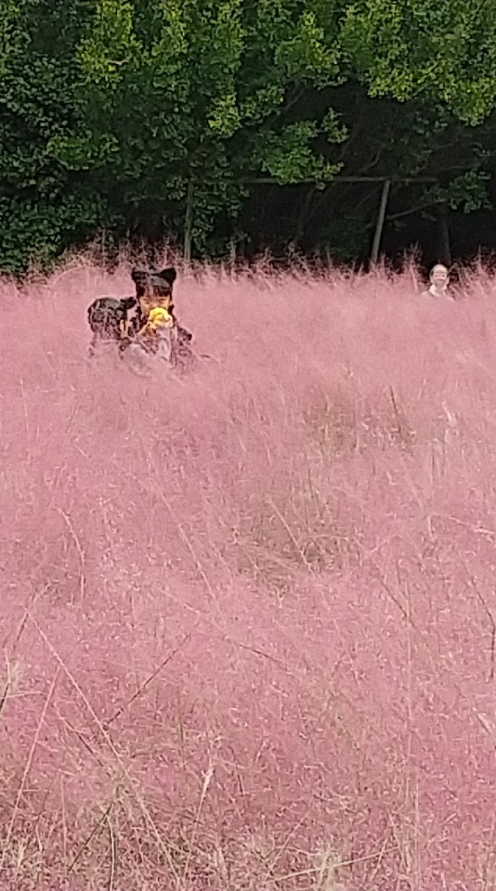 すこやか住吉