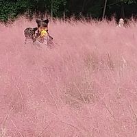 すこやか住吉
