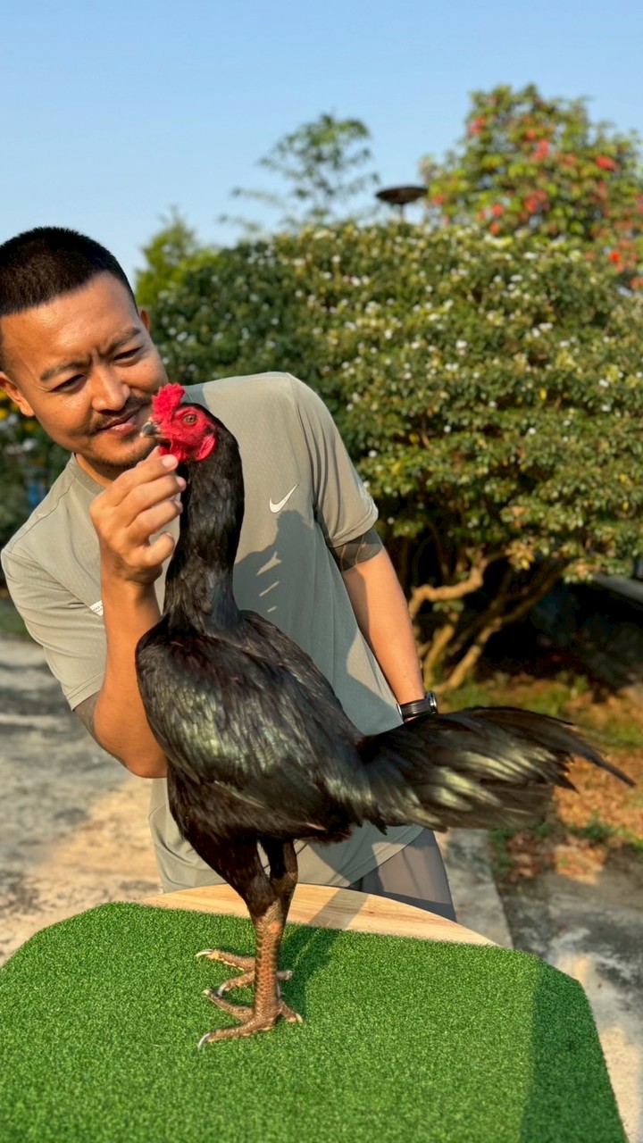 ฝากผสม เจ้ากุมาแจ๋ว เพชรแหลมทอง