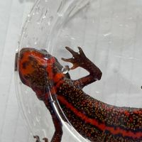 兵庫両生類調査グループ