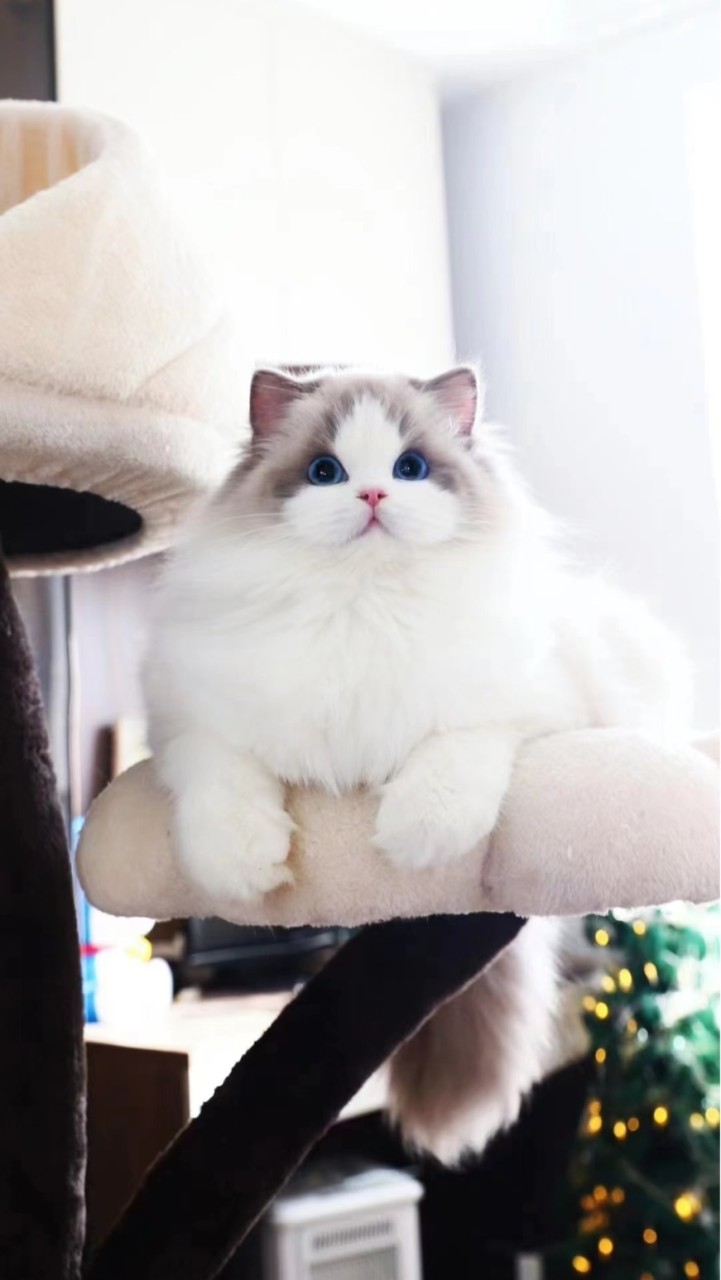 Maison de chat poilu cattery 🐾🤍