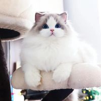 Maison de chat poilu cattery 🐾🤍