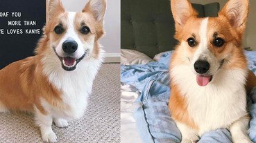 短眉毛、短腿就是我的特色！元氣滿滿小柯基要融化女孩們的心～