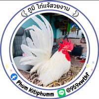 ภูมิไก่แจ้สวยงาม🐔❤️