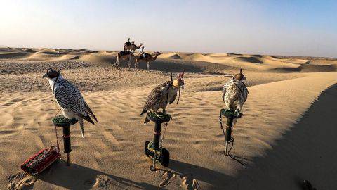 480 Koleksi Gambar Burung Elang Dari Styrofoam Gratis Terbaik