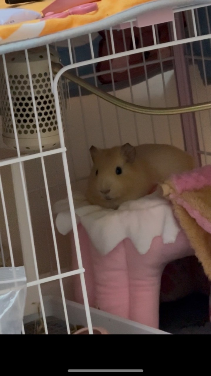 北部Piu Piu
