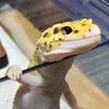 爬虫類両生類好きな人飼ってる方も飼って無い方話しましょう！