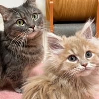 アクア、フランマ応援隊🐈🐾💙