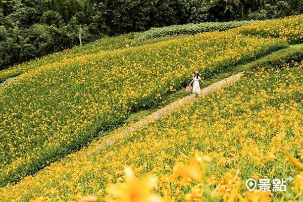 不用等8月跑花東 全台六大金針花海搶先開 景點家 Line Today