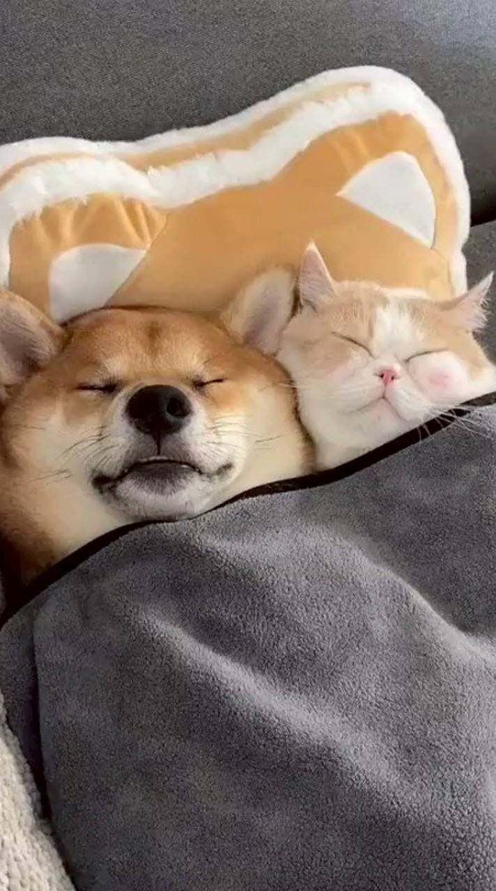 犬🐶・猫😺好き集まれー！