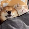 犬🐶・猫😺好き集まれー！