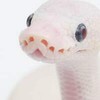 งูจงปัง Ballpython 24