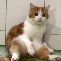 要C寶了沒