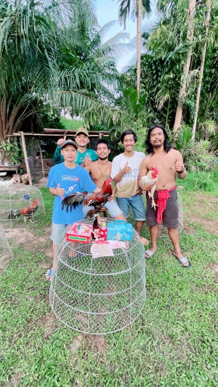 ค่ายไก่4กุมาร