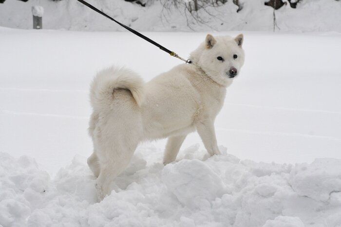 古代の犬が現存している 意外と知らない日本犬トリビア