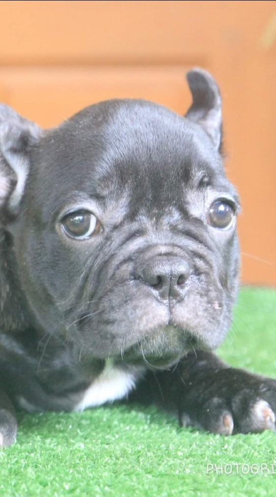 All lovely puppy