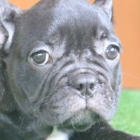 All lovely puppy